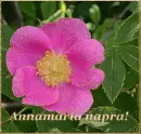 AnnamÃ¡ria nameday