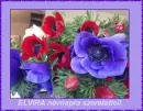 Elvira nameday