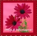 Imola nameday
