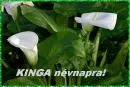 Kinga nameday