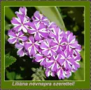 LiliÃ¡na nameday