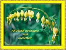 Paulina nameday