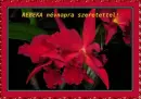Rebeka nameday