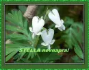 Stella nameday