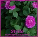 Stella nameday