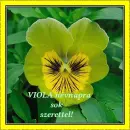 Viola nameday