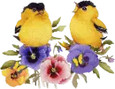 birds