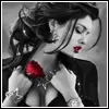 Red Rose 