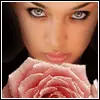 Pink Rose