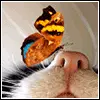 Butterfly On Cat's Nose