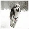 Happy Husky