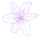 lily