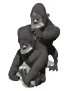 gorillas