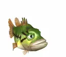 fish swimming