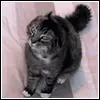 Shake It Off