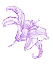 lily
