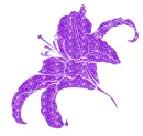 lily