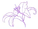 lily