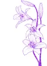 lily