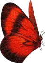 red butterfly