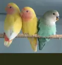 agapornis
