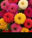 zinnias