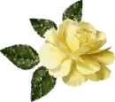 yellow rosa