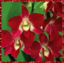 orchids