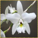 orchids