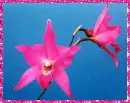 pink orchid