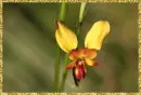 orchid