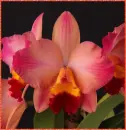 orchid