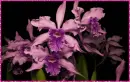 orchid