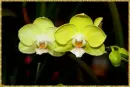 yellow orchid