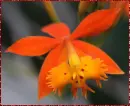 red orchid