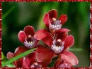 orchids