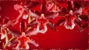 beautiful orchids