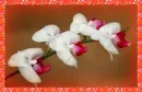 orchids