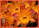 orchids