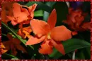 orchids