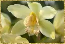 orchids