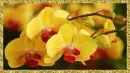 orchids