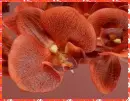 orchids