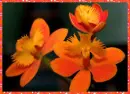 red orchids