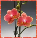 orchids