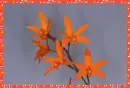orchid