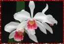 orchids