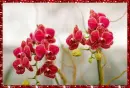 orchid