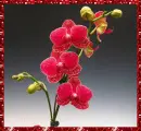 orchid