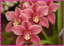 orchid